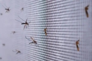 Mallas contra insectos